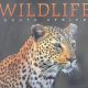 Wildlife South Africa | Art Publishers | Hardcover