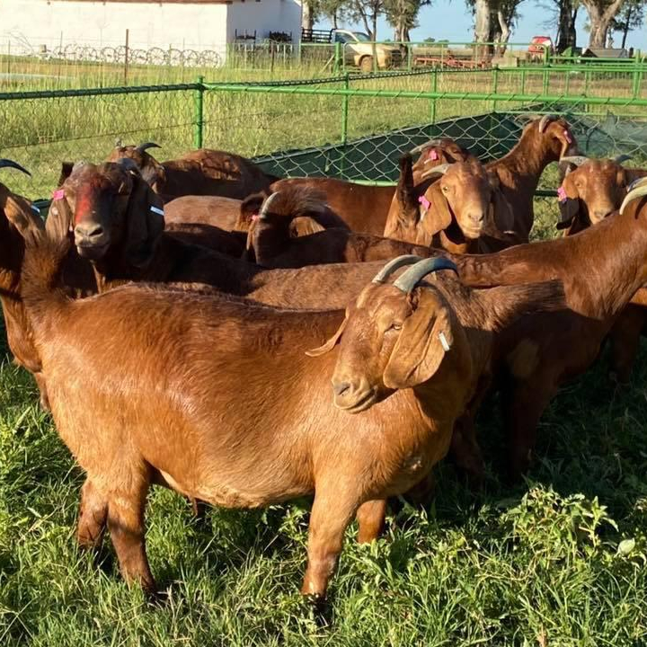 For Selling Kalahari red goats