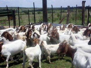 For Selling Boer goats