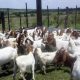 For Selling Boer goats