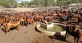 For Selling Kalahari red goats