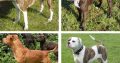 Pitbull Dogs for sale in KwaZulu-Natal