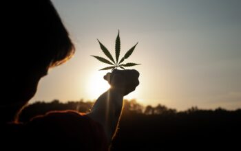 Cannabis Supplier in Ladysmith KZN