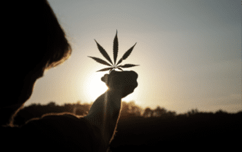 Cannabis Supplier in Northcliff, Gauteng