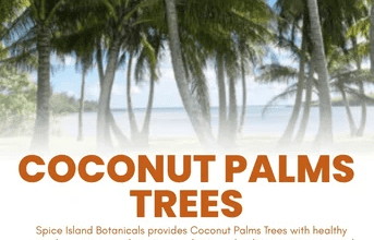 Shop Premium Palm Trees In Grenada