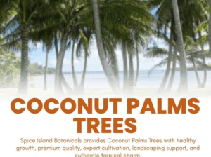 Buy Online Coconut Palm in Grenada