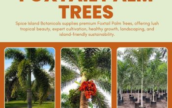 Shop FOXTAIL Palms in Grenada