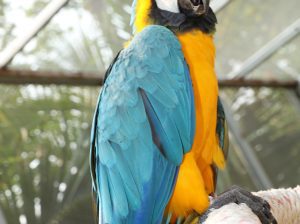 Blue and Gold Macaw Companion Bird | Mo’s Birds