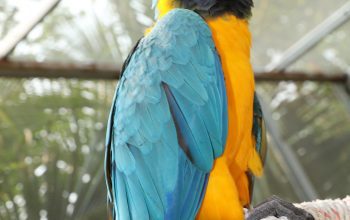 Blue and Gold Macaw Companion Bird | Mo’s Birds