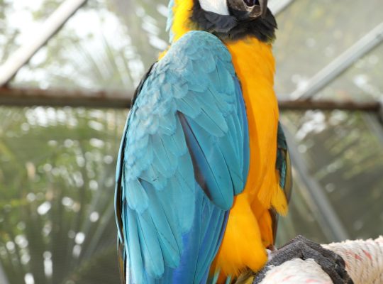 Blue and Gold Macaw Companion Bird | Mo’s Birds