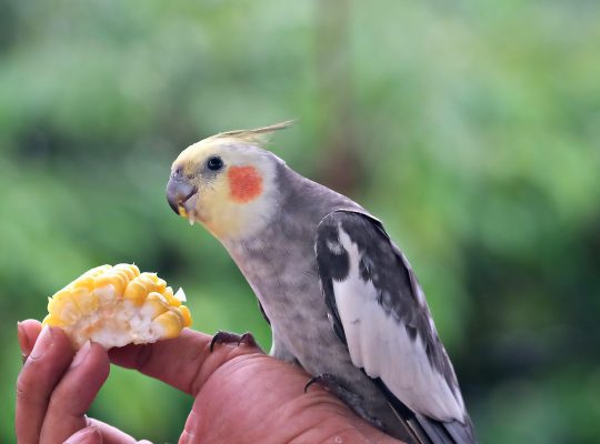 Hand-Raised Cockatiels – Friendly Companion Birds | Mo’s Birds