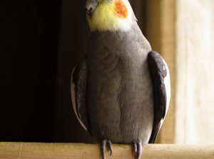 Hand-Raised Cockatiels – Friendly Companion Birds | Mo’s Birds