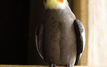 Hand-Raised Cockatiels – Friendly Companion Birds | Mo’s Birds