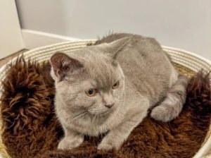 Cat beds from natural sheepskin, High Quality