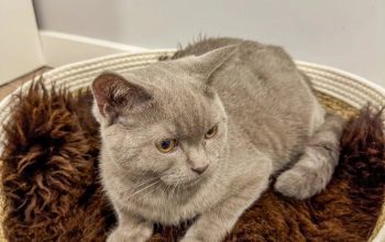 Cat beds from natural sheepskin, High Quality
