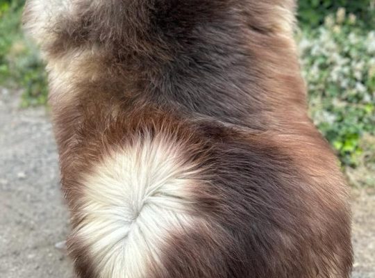 Melerade Sheepskins, High Quality